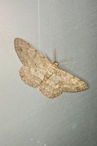<i>Hypomecis punctinalis</i>