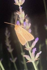 <i>Mythimna pallens</i>