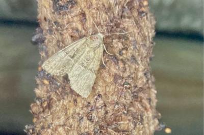 <i>Mesoligia furuncula</i>
