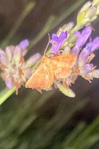 <i>Endotricha flammealis</i>
