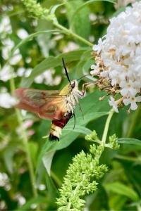 <i>Hemaris fuciformis</i>