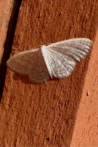 <i>Idaea subsericeata</i>
