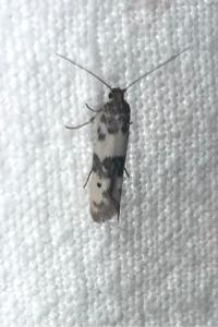 <i>Enolmis acanthella</i>