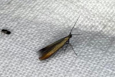 <i>Coleophora deauratella</i>