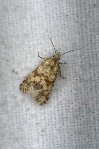<i>Aethes williana/margarotana</i>