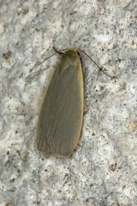<i>Collita griseola</i>