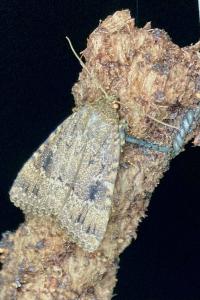 <i>Amphipyra pyramidea</i>
