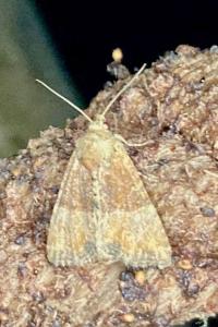<i>Mesoligia furuncula</i>