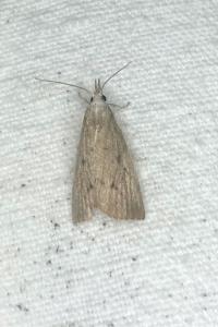 <i>Calamotropha paludella</i>