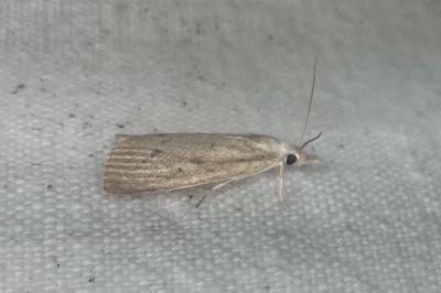 <i>Calamotropha paludella</i>
