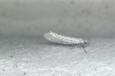 <i>Yponomeuta evonymella</i>
