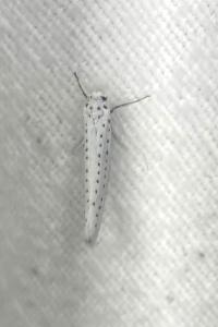 <i>Yponomeuta evonymella</i>