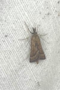 <i>Synaphe punctalis</i>