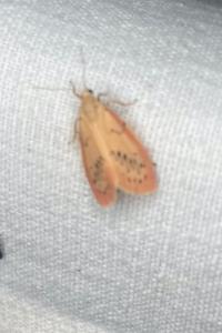 <i>Miltochrista miniata</i>