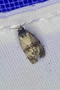 <i>Cochylis molliculana</i>