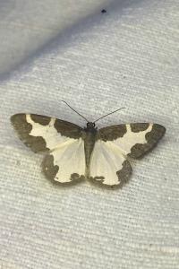 <i>Lomaspilis marginata</i>
