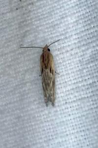 <i>Eucosma</i>