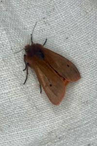 <i>Phragmatobia fuliginosa</i>