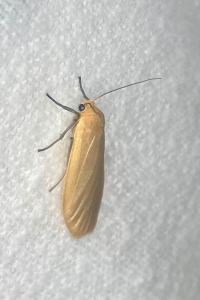 <i>Wittia sororcula</i>