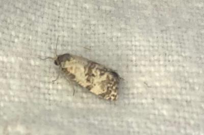 <i>Cochylis</i>