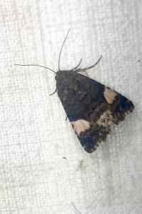 <i>Tyta luctuosa</i>