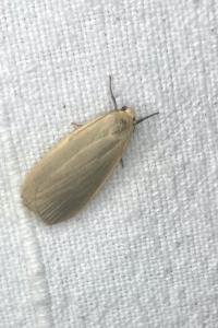 <i>Collita griseola</i>