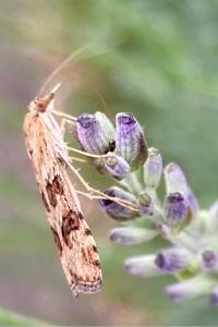 <i>Nomophila noctuella</i>