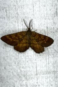 <i>Ematurga atomaria</i>