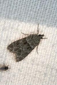 <i>Eudonia mercurella</i>