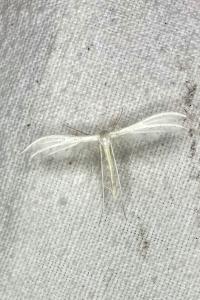 <i>Pterophorus pentadactylus</i>