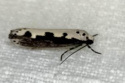 <i>Ethmia bipunctella</i>