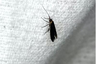 <i>Coleophora</i>