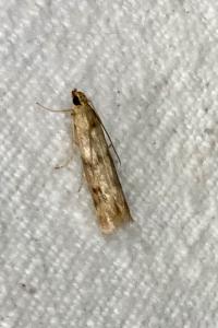 <i>Homoeosoma sinuella</i>