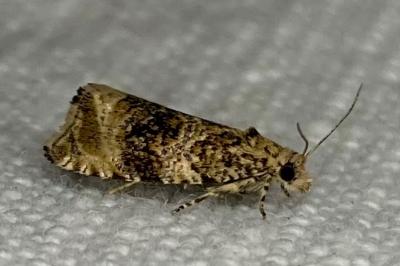 <i>Celypha lacunana</i>