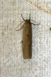 <i>Pelosia muscerda</i>