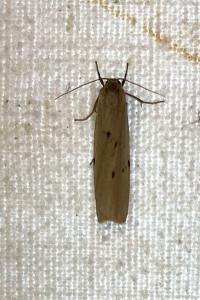 <i>Pelosia muscerda</i>