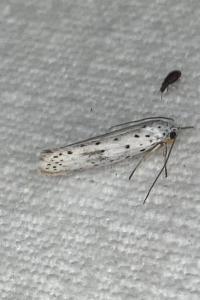 <i>Yponomeuta</i>