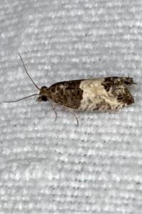 <i>Spilonota ocellana</i>