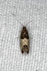 <i>Spilonota ocellana</i>