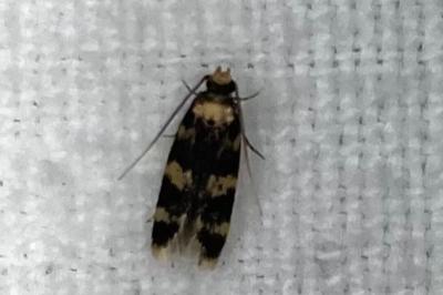 <i>Oegoconia</i>