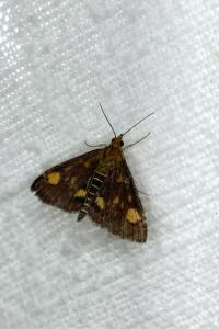 <i>Pyrausta aurata</i>
