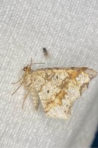 <i>Macaria alternata</i>