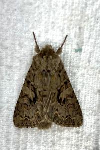 <i>Hada plebeja</i>
