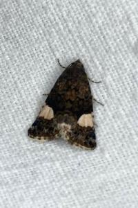 <i>Tyta luctuosa</i>