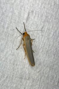 <i>Manulea complana</i>
