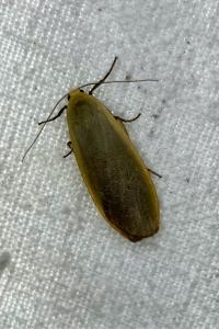 <i>Collita griseola</i>