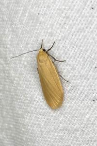 <i>Wittia sororcula</i>