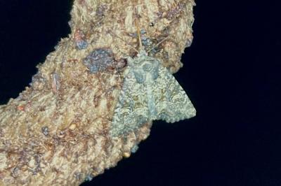 <i>Mesapamea secalella/secalis</i>