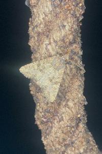 <i>Mesapamea secalella/secalis</i>