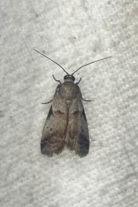 <i>Acrobasis glaucella/fallouella</i>